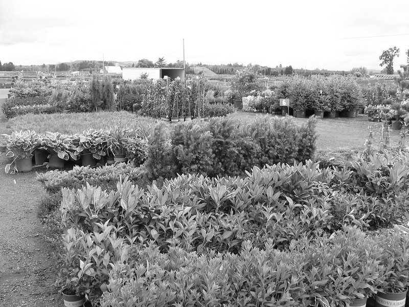 jardinerie-lorient-nicot